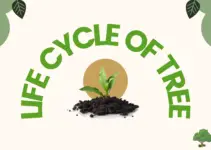 Life Cycle of A Tree: Useful Stages in the life cycle of a Tree with Pictures