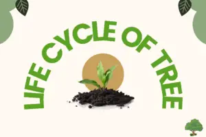 Life Cycle of A Tree: Useful Stages in the life cycle of a Tree with Pictures